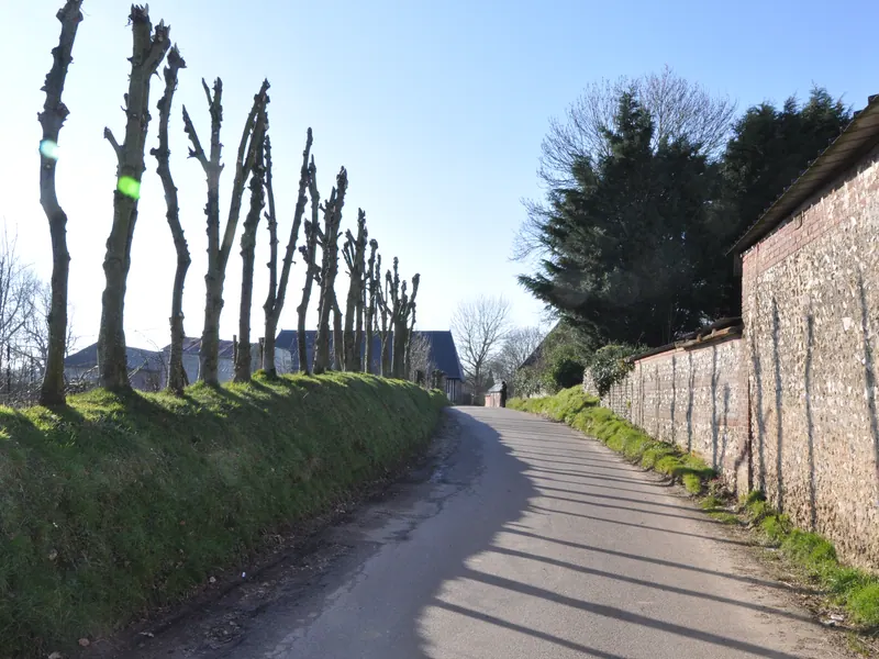 Narrow country road between pollarded trees and a stone wall in Le Tilleul