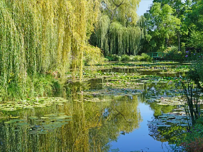 Weeping willows and water lilies on the pond in Monet's water garden, Giverny
