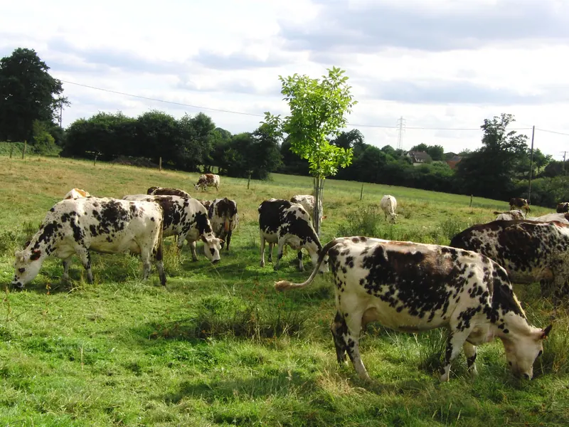 Normandy cows grazing in a green meadow in the Orne countryside