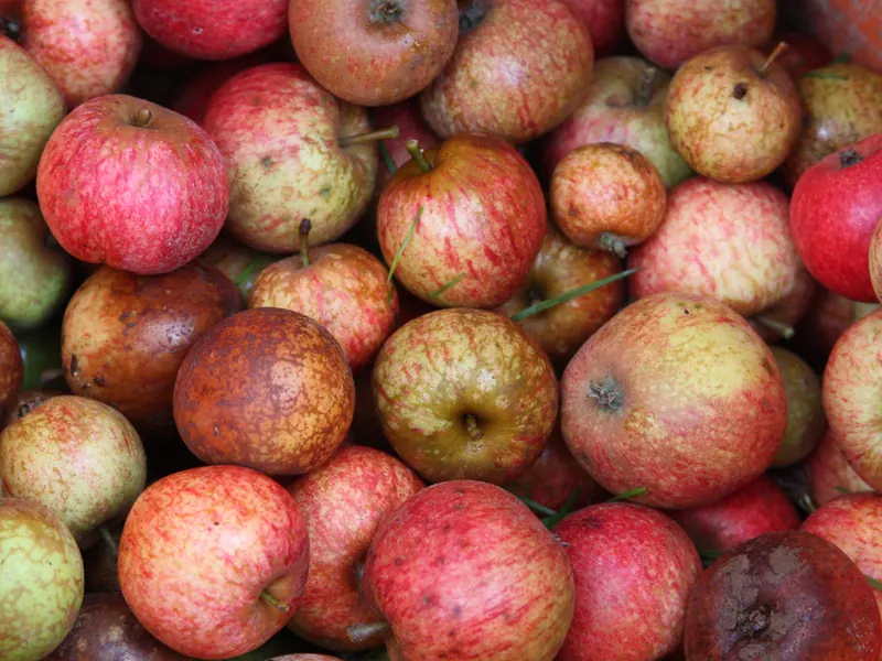 Pile of red and yellow cider apples harvested in Normandy