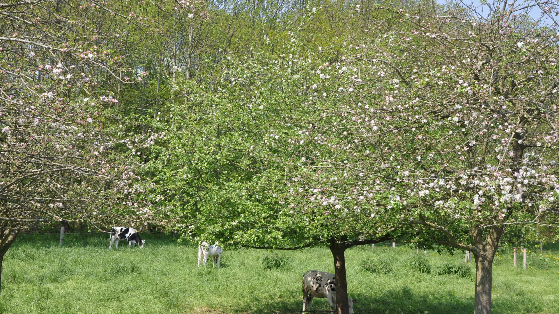 Apple orchard in blossom with cows grazing under the trees in Normandy